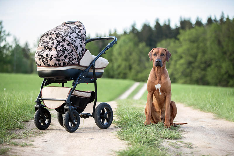 rhodesian ridgeback beside a baby carriage