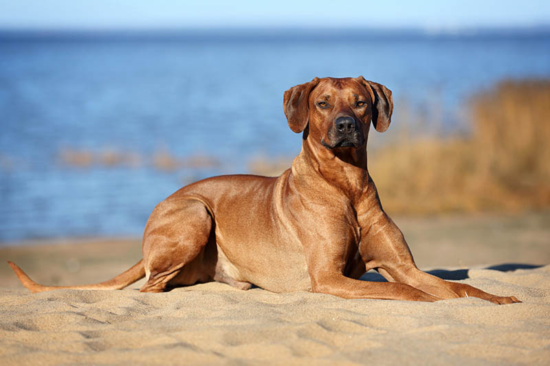 Rhodesian Ridgeback on the beach