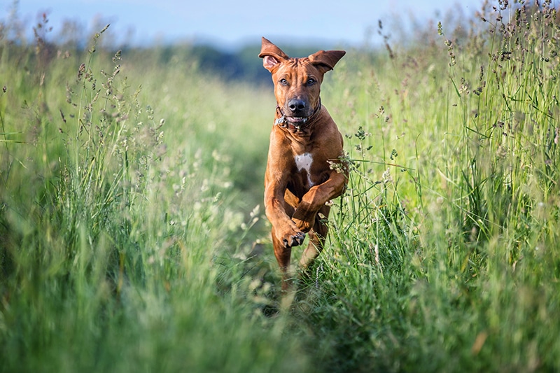 rhodesian ridgeback running on the grass