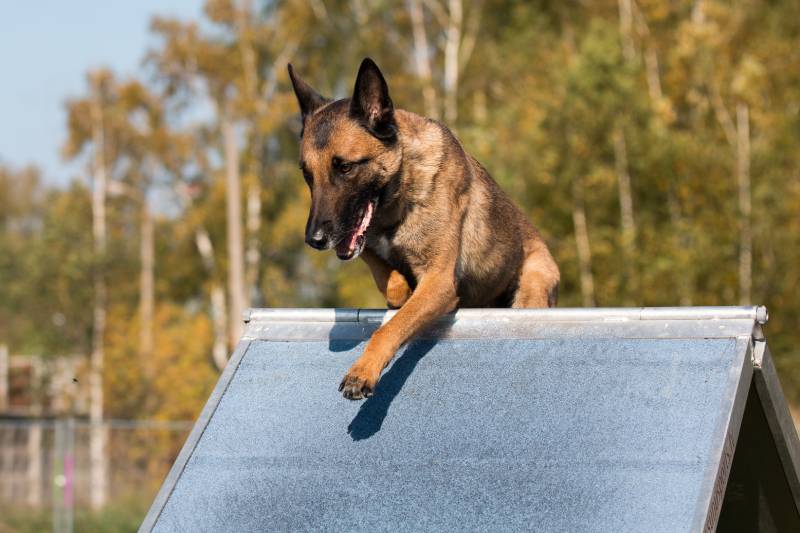 sable with black mask working belgian malinois dog doing agility