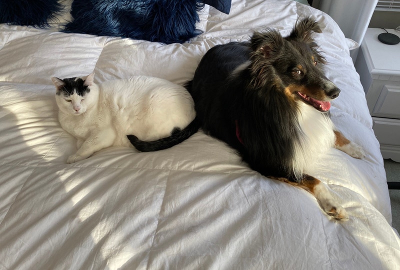 shetland sheepdog and cat in bed