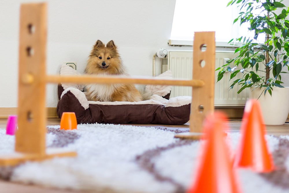 shetland sheepdog and indoor agility course