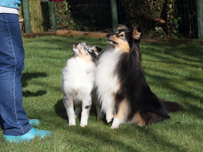 shetland sheepdog training