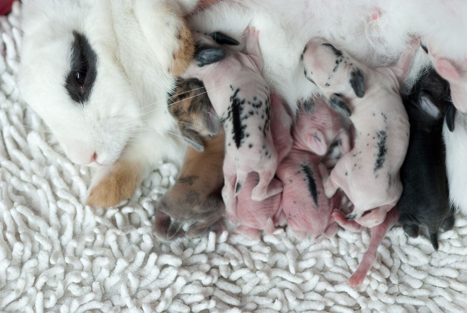 20 Incredible Facts About Pet Rabbits That You Should Know | Hepper Pet ...
