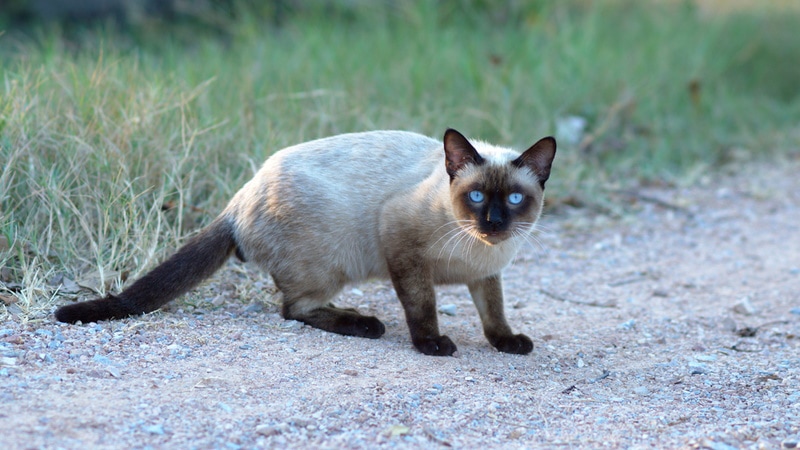 siamese cat with blue eyes