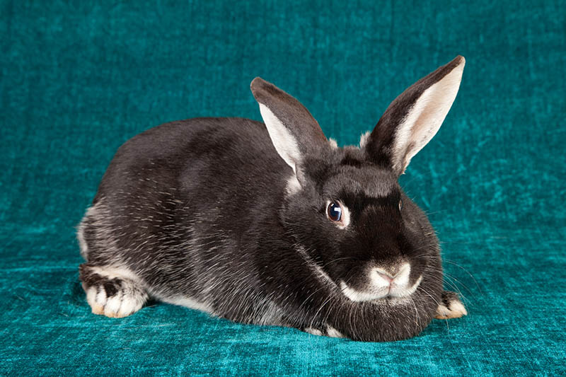 Silver Fox rabbit resting