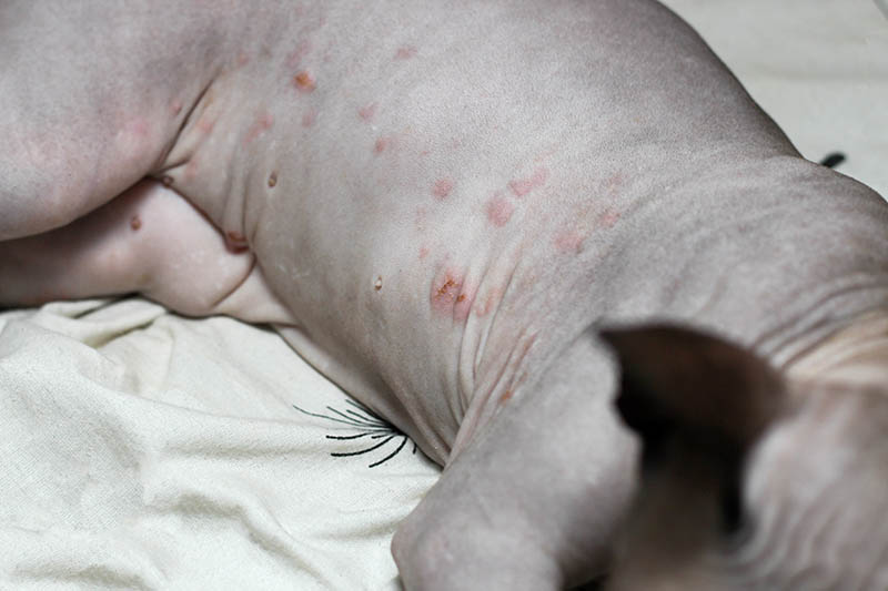skin rashes of a Canadian Sphynx cat