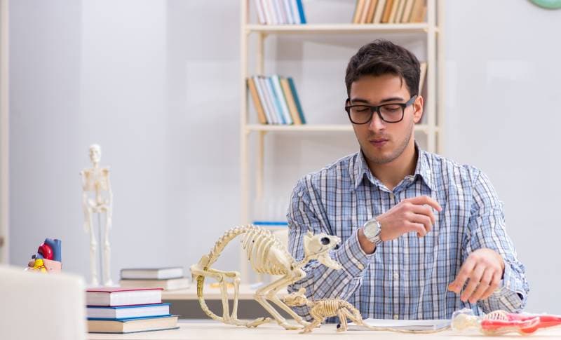 student doctor studying animal skeleton