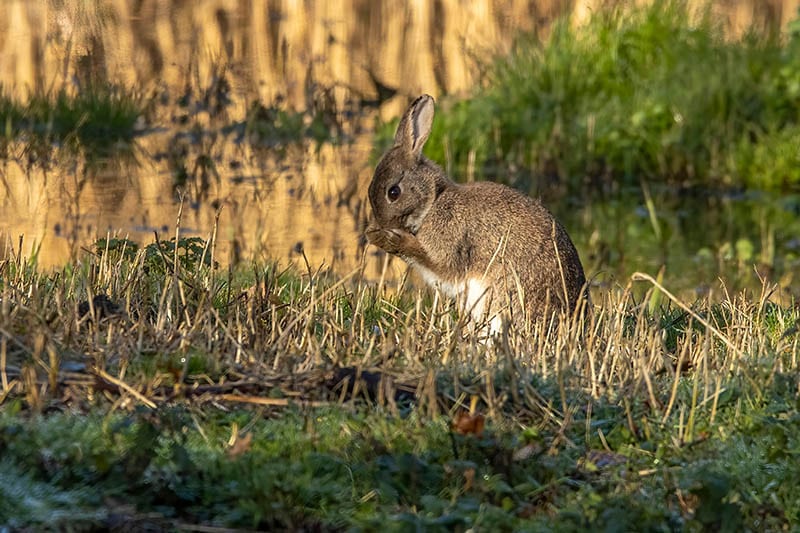 swamp rabbit feeding in the swamp