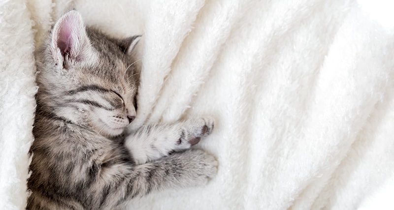 tabby kitten on a white blanket