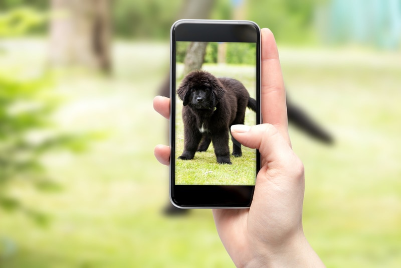 taking photo of newfoundland dog