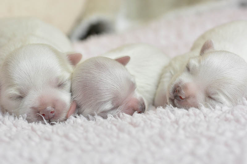 Three newborn Maltese puppies