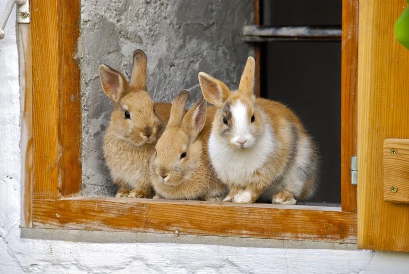 three rabbits in the window