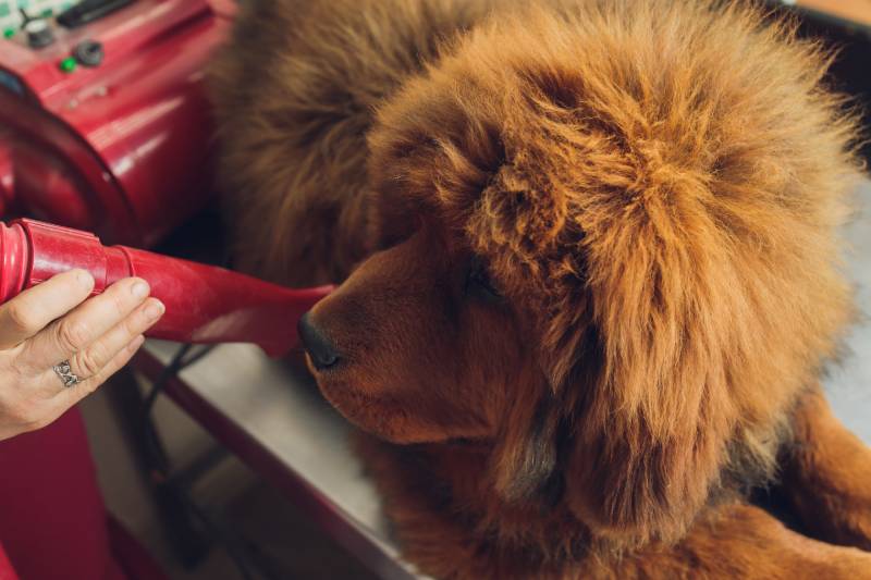 tibetan mastiff dog in grooming salon