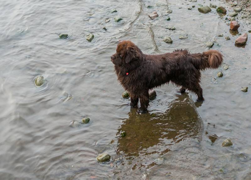 tibetan mastiff dog in the river