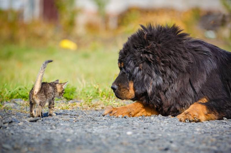 tibetan mastiff dog on the ground with kitten