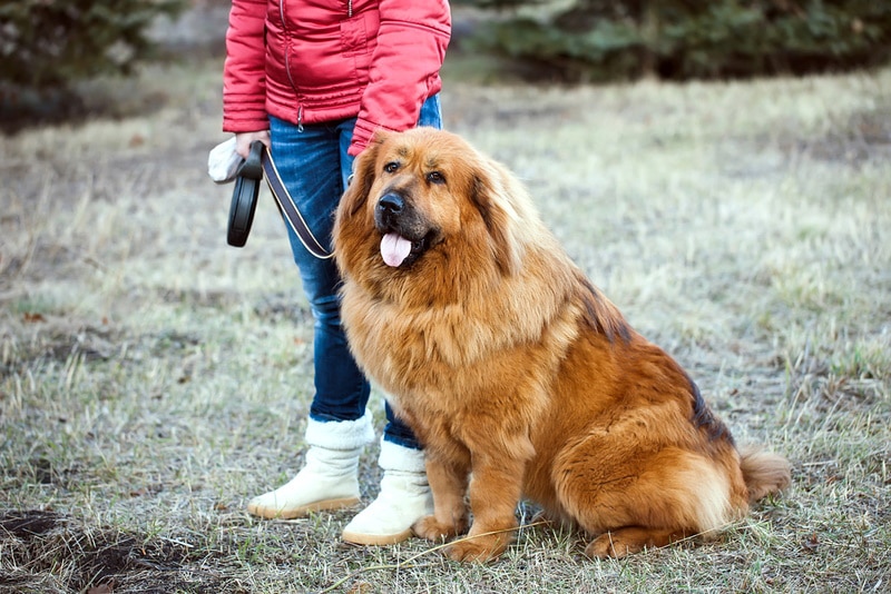 tibetan mastiff with owner