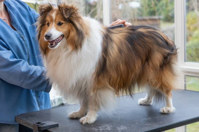 trimming shetland sheepdog by professional groomer woman