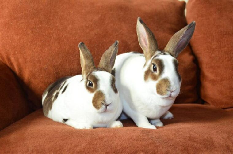How Much Do Rex Rabbits Cost? 2026 Price Guide | Hepper Pet Resources