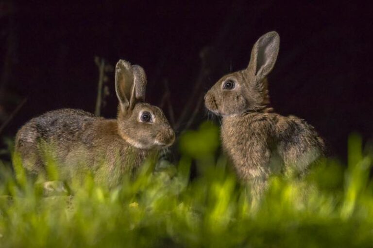 Can Rabbits See in The Dark? Vet-Reviewed Facts | Hepper Pet Resources