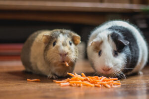 Can Guinea Pigs Eat Carrots? Vet-Reviewed Nutrition Facts Hepper Pet