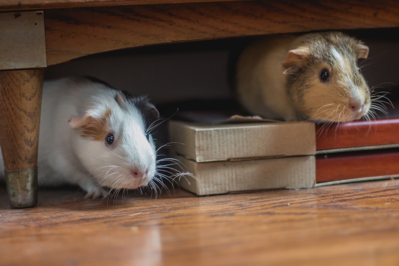 two guinea pigs under the couch