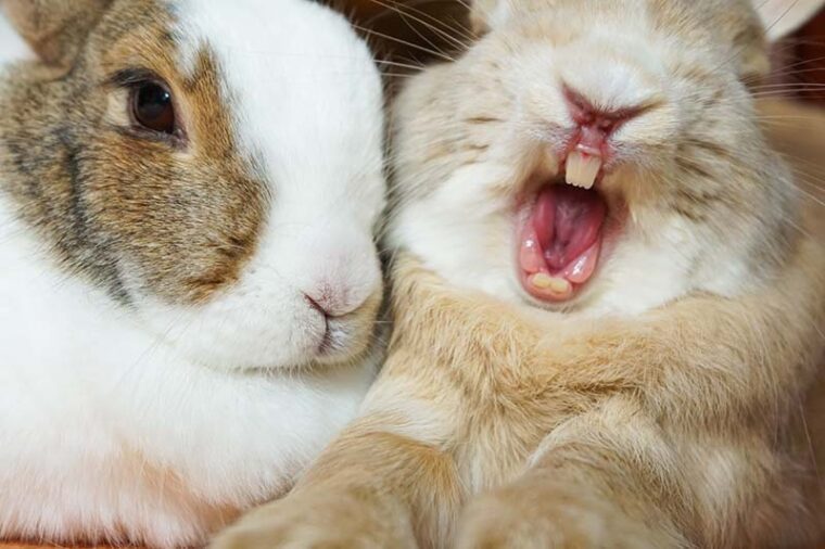 14 Interesting Vet-Reviewed Facts About Rabbit Teeth | Hepper Pet Resources