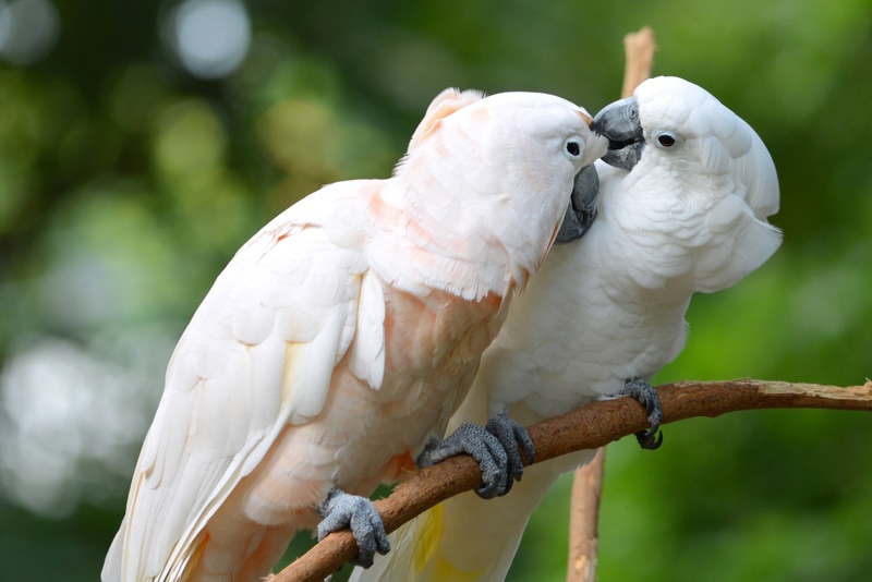 two white parrot birds perching