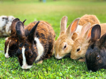 Types Of Rabbits In Minnesota 25 Types of Pet Rabbits (With Info & Pictures) | Hepper Pet Resources