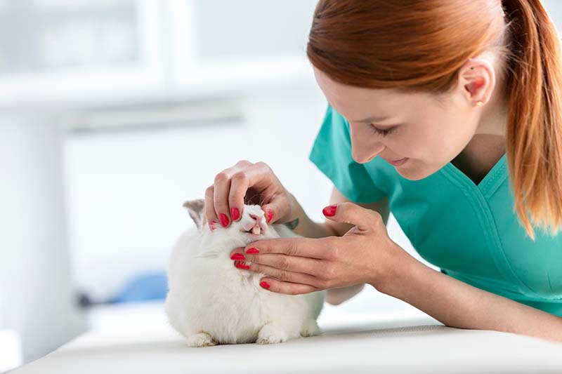 vet examining rabbit's teeth at veterinary clinic