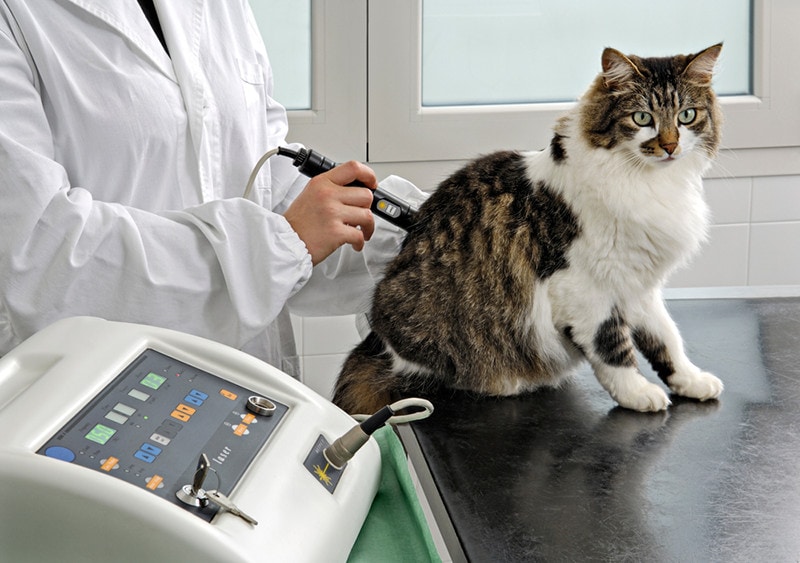 vet gives laser therapy to a cat