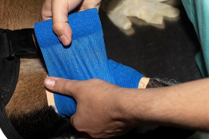 vet places a blue conforming bandage on the injured leg of a Belgian Malinois