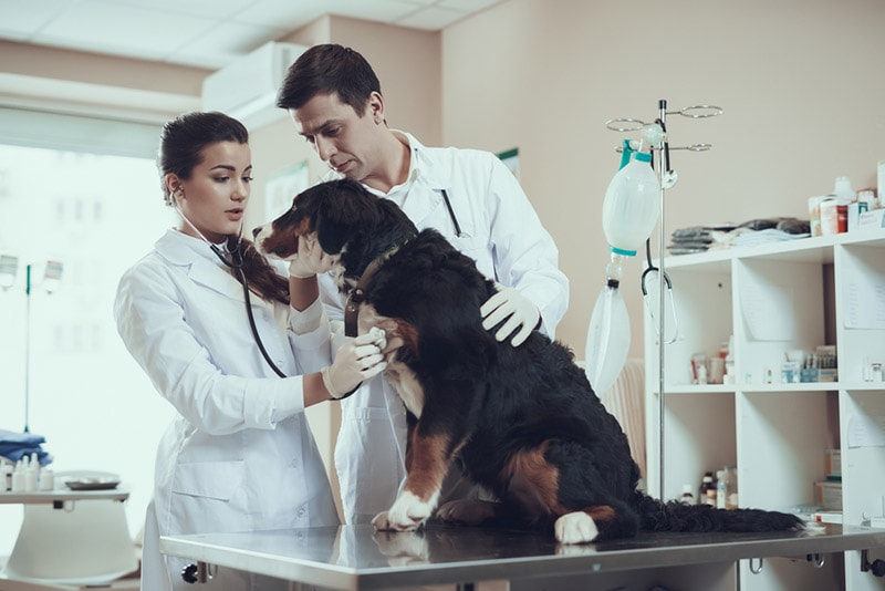 veterinarian examines the bernese mountain dog