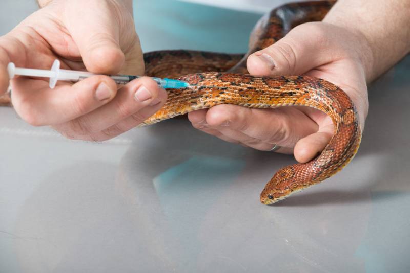 veterinarian inoculated a corn snake