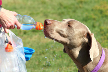 Why Is My Dog Drinking So Much Water? Vet-Reviewed Causes & Concerns