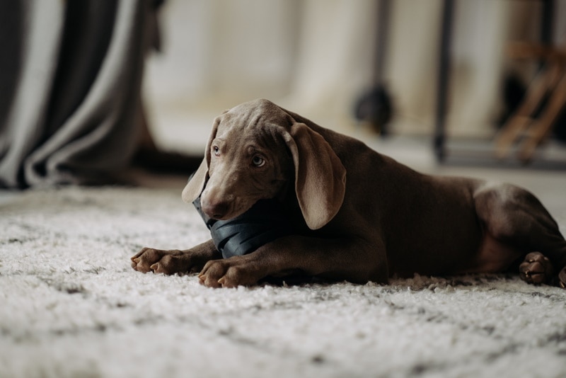 weimaraner dog lying