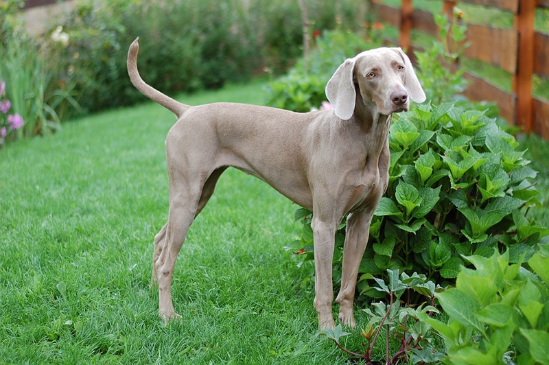 weimaraner dog standing outdoor