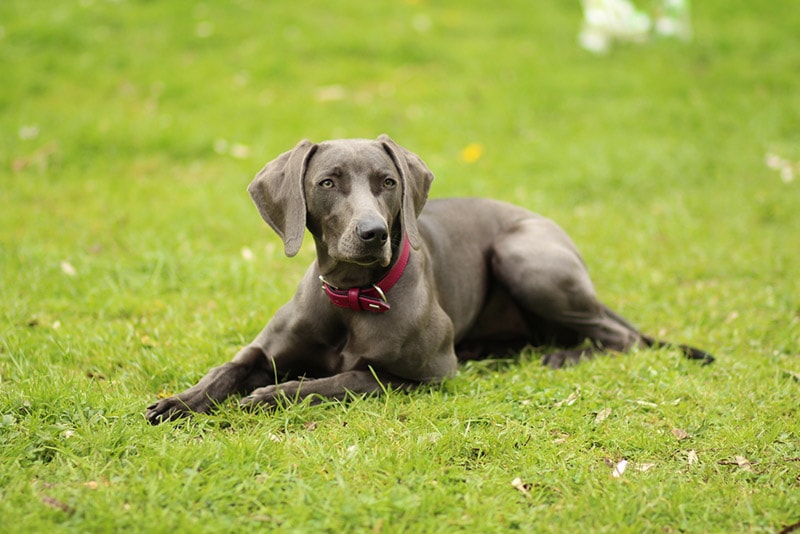 weimaraner puppy lying on the grass