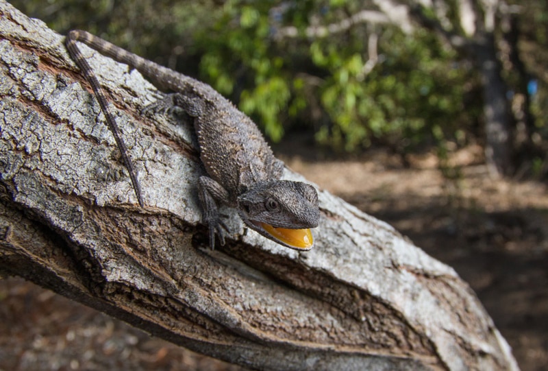 western bearded dragon