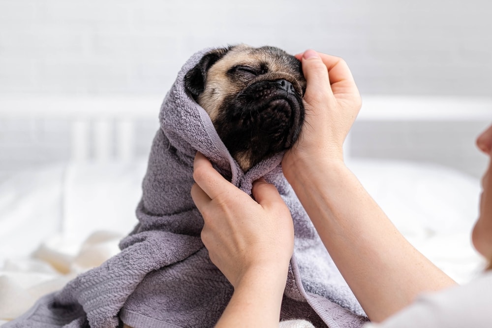 wet pug dog sitting after shower