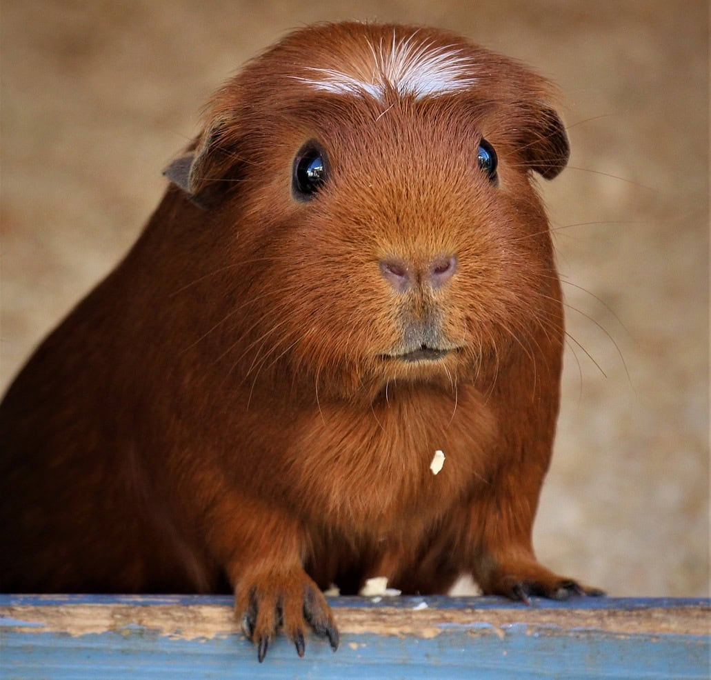 white crested guinea pig