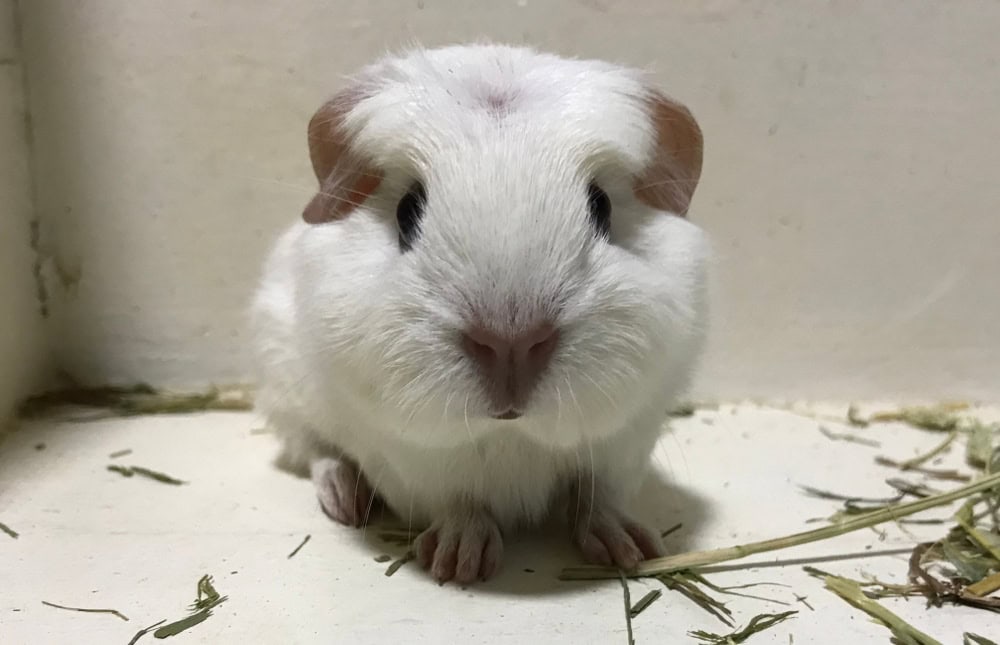 white english crest baby guinea pig