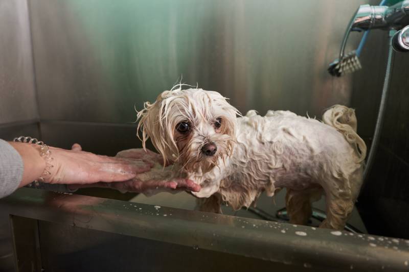 white maltese dog in a grooming salon