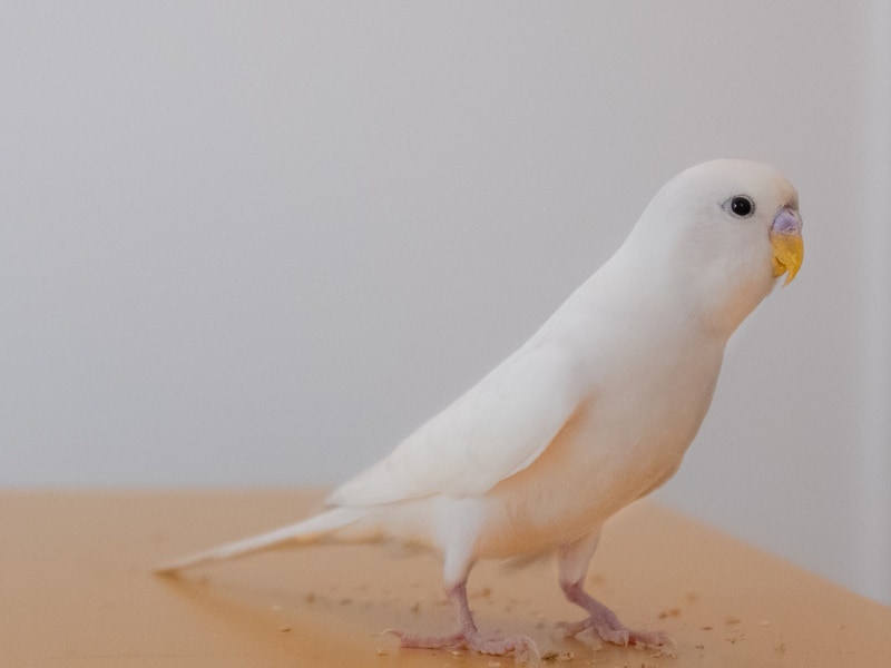 white parakeet in wooden floor