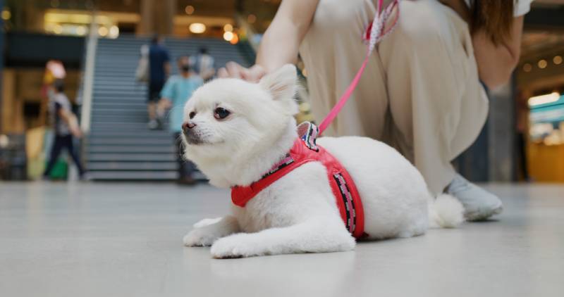 white pomeranian dog lying on the floor