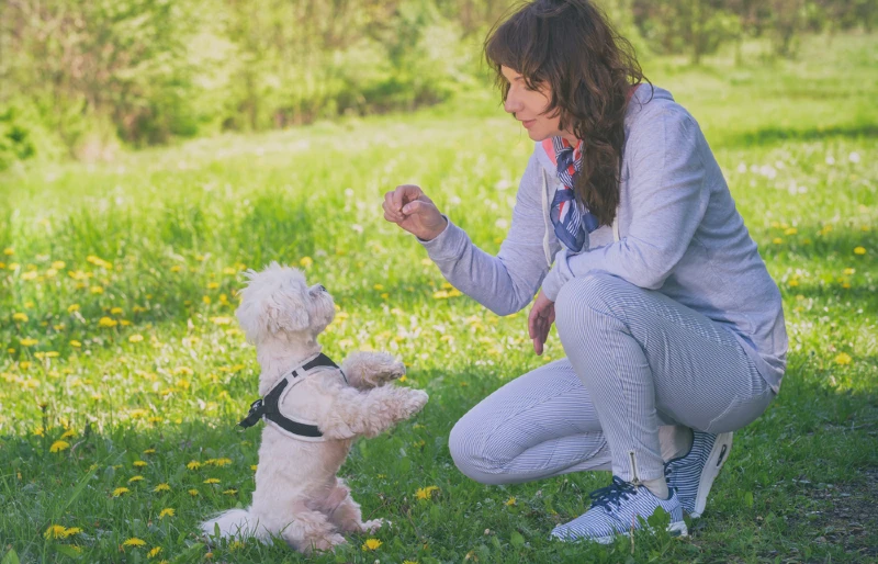 woman training a maltese dog outdoors