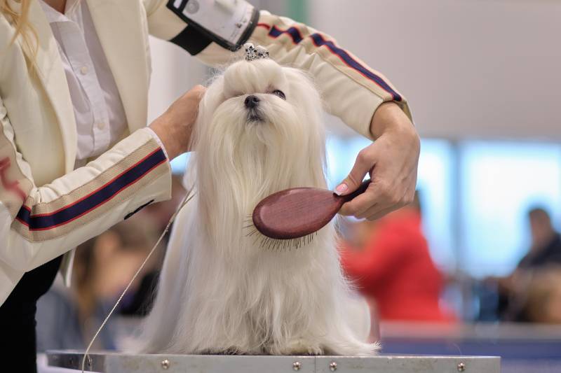 woman's hand brushes a Maltese lapdog with a brush