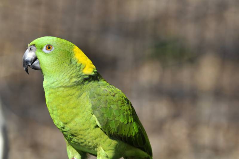 yellow naped parrot