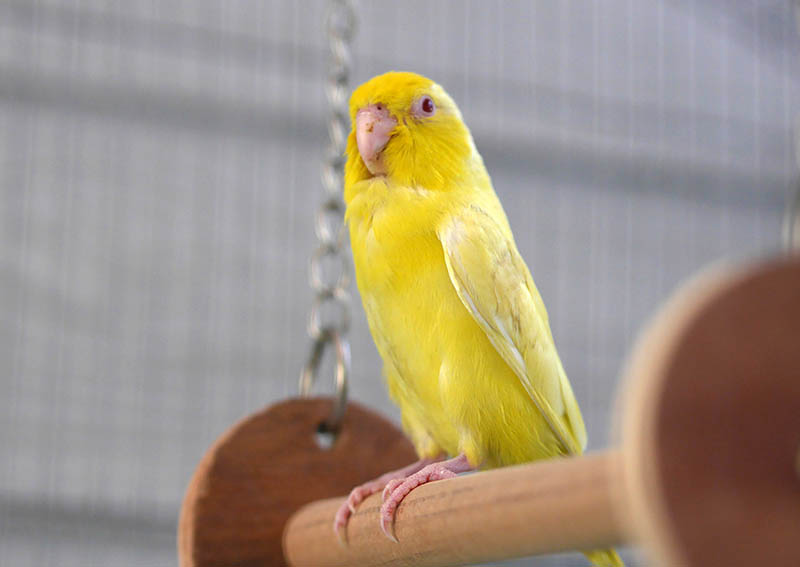 yellow Pacific Parrotlet in the cage