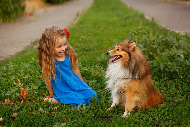young girl playing with shetland sheepdog